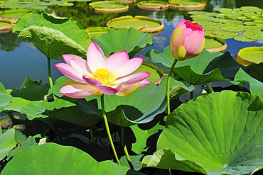 Indian Lotus blossoms (Nelumbo nucifera)