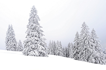 Snow-covered fir trees, Feldberggebiet, southern Black Forest, Baden-Wuerttemberg, Germany, Europe