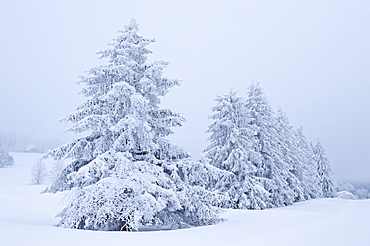 Snow-covered fir trees, Feldberggebiet, southern Black Forest, Baden-Wuerttemberg, Germany, Europe