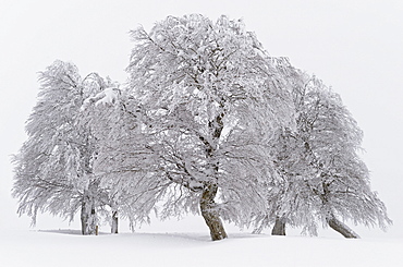 Snow-covered Copper Beech (Fagus sylvatica), Schauinsland, southern Black Forest, Baden-Wuerttemberg, Germany, Europe