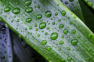 Leaves of a Kaffir Lily or Bush Lily (Clivia miniata) with water drops