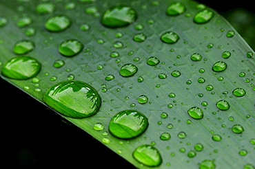 Leaf of a Kaffir Lily or Bush Lily (Clivia miniata) with water drops