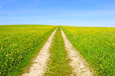 Dirt track through a spring meadow, Swabian Mountains, Baden-Wuerttemberg, Germany, Europe