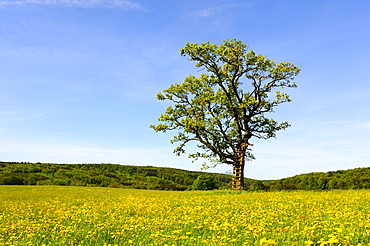 Pedunculate oak (Quercus robur) with a raised hide in spring, Swabian Mountains, Baden-Wuerttemberg, Germany, Europe