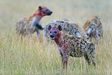 Spotted Hyena (Crocuta crocuta), pack, Masai Mara National Reserve, Kenya, East Africa