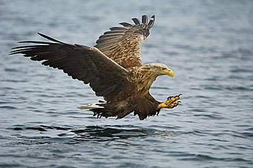 White-tailed eagle (Haliaeetus albicilla) hunting in midair