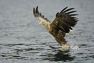 White-tailed eagle (Haliaeetus albicilla) hunting in midair