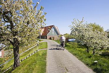 The Altes Land fruit growing area during the cherry blossom, Lower Elbe, Lower Saxony, North Germany, Germany, Europe