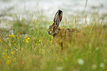 Brown Hare (Lepus europaeus)