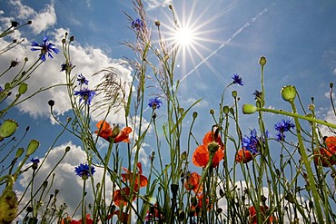 Poppy meadow with sun and shafts of sunlight, wide angle perspective from the bottom up