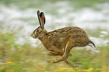 Brown Hare (Lepus europaeus)