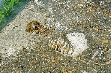 Burial ground near Ischl, Archaeologischer Rundweg archeologic trail, Seebruck on the Chiemsee lake, Upper Bavaria, Germany, Europe