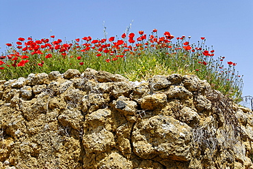 Wild poppies (Papaveraceae), Andalusia, Spain, Europe