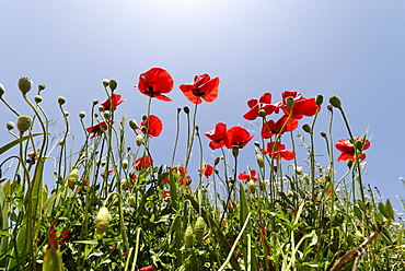 Wild poppies (Papaveraceae), Andalusia, Spain, Europe