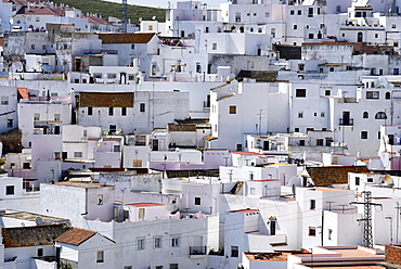 White painted houses of the historic town, Vejer de la Frontera, Andalusia, Spain, Europe