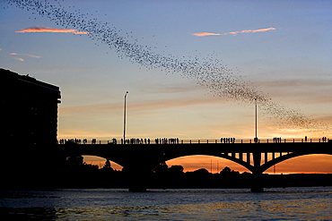 Mexican free-tailed bats (Tadarida brasiliensis) flying over a bridge, Austin, Texas, USA