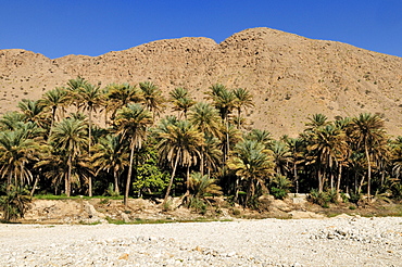 Dry wadi bed and date palm oasis, Hajar al Gharbi Mountains, Al Dhahirah region, Sultanate of Oman, Arabia, Middle East