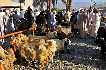 Omani man in traditional dress, livestock or animal market at Nizwa, Hajar al Gharbi Mountains, Al Dakhliyah region, Sultanate of Oman, Arabia, Middle East