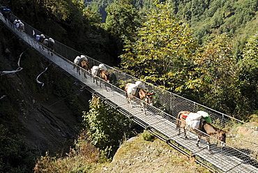 Horse caravan carrying goods over a bridge in Dudh Koshi, Imja Khola valley, Khumbu, Himalaya, Nepal, Asia