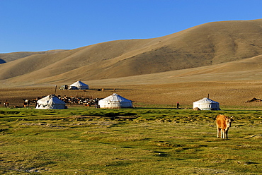 Nomad yurts in the Mongolian steppe, Aimak Bayan Ulgi, Altai Mountains, Mongolia, Asia