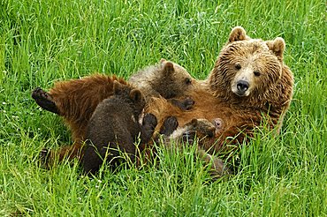 European brown bear (Ursus arctos), she-bear suckling cubs