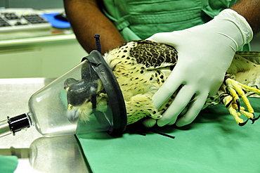 A falcon is anesthetized for an operation at the Abu Dhabi Falcon Hospital, Abu Dhabi, United Arab Emirates, Arabia, Middle East, Orient