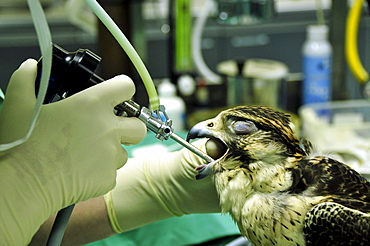 Dr. Margit Gabriele Mueller, head of the Abu Dhabi Falcon Hospital, examining a falcon, Abu Dhabi, United Arab Emirates, Arabia, Middle East, Orient