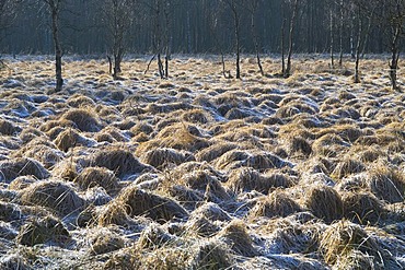 Hautes Fagnes Reserve in wintertime, frozen moor, Eupen, Province Liege, Belgium