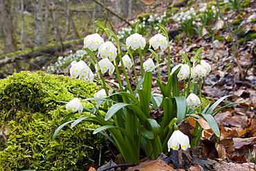 Spring Snowflakes (Leucojum vernum) in a beech forest