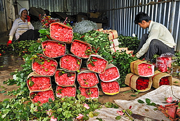 Stacks of roses and two workers, man, woman, in a rose-growing factory, Dalat, Central Highlands, Vietnam, Asia