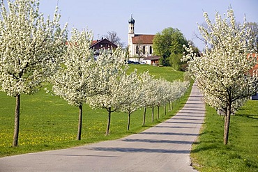 Spring in Berg, St. Margaretha Church, Eurasburg borough, Bavaria, Germany