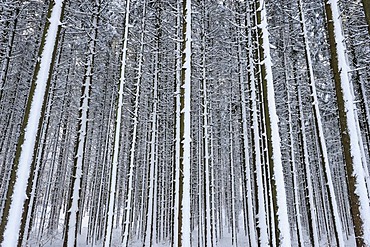 Forest with snow-covered tree trunks, Upper Bavaria, Bavaria, Germany