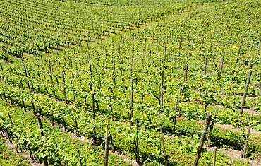 Vines, vineyard in Ueberlingen at Lake Constance, Baden-Wuerttemberg, Germany, Europe