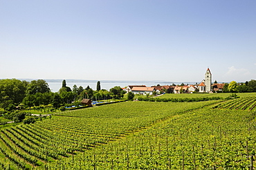 Winegrowing, vineyard in Hagnau on Lake Constance, Baden-Wuerttemberg, Germany, Europe