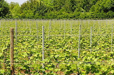 Wine-growing, vineyard near Ueberlingen at Lake Constance, Baden-Wuerttemberg, Germany, Europe