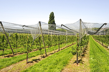 Wine-growing, vineyard near Ueberlingen at Lake Constance, Baden-Wuerttemberg, Germany, Europe