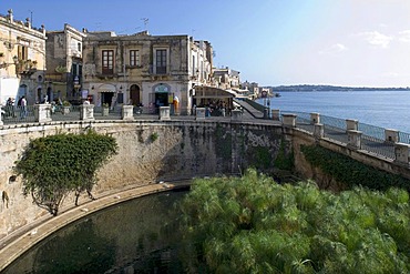 The Fonte Aretusa spring with papyrus plants, Syracuse, Sicily, Italy