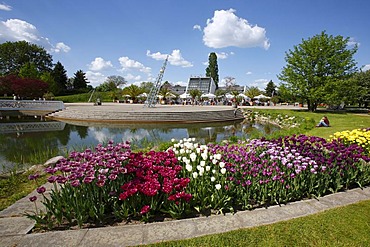 Tulipan, tulips bloom in the Kalenderplatz square, Britzer Garten park in Berlin, Germany, Europe