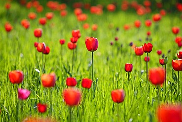 Red tulips (Tulipa) during Tulipan, tulips bloom in the Britzer Garten park in Berlin, Germany, Europe