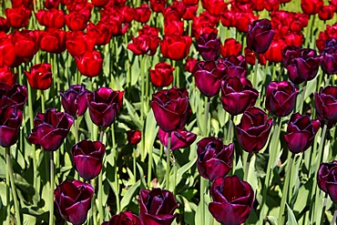 Tulips (Tulipa)