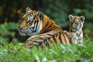 Siberian, Amur Tiger, (Panthera tigris altaica), female with two cubs