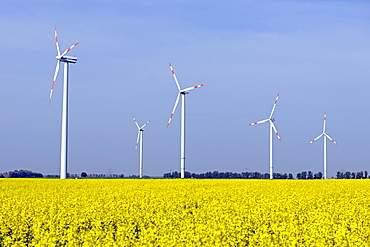 Wind turbines in canola field (Brassica napus), renewable energy