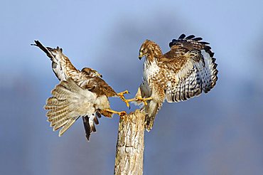 Two fighting Common Buzzards (Buteo buteo)