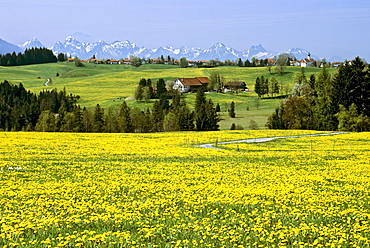 Wildsteig in Pfaffenwinkel, dandelions, spring, Allgaeu mountains, Thannheimer mountains, Upper Bavaria, Bavaria, Germany, Europe