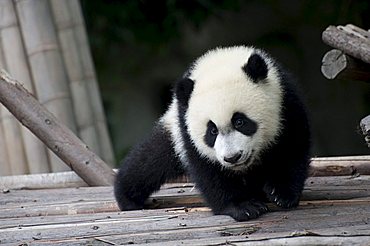 Young Giant Panda (Ailuropoda melanoleuca)