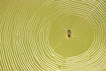 Spider web with a Cricket-bat Orb Weaver (Mangora Acalypha)