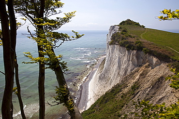 Mons Klint chalk cliffs, Mon Island, Denmark, Europe