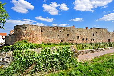 Old town walls on the Stadtmauerrundweg circular track, Wachenheim, Naturpark Pfaelzerwald nature reserve, Palatinate, Rhineland-Palatinate, Germany, Europe