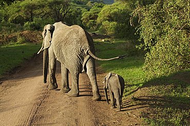 African Bush Elephant (Loxodonta africana), Lake Manyara National Park, Tanzania, Africa