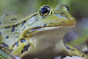 Marsh frog (Rana ridibunda)